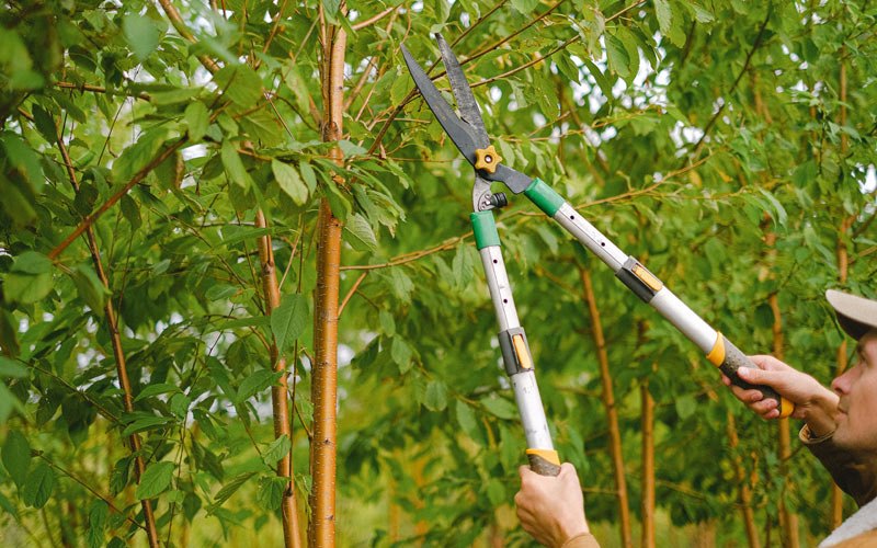 Tree trimming in Pisek, ND