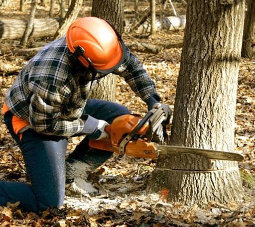Tree Removal in Pisek, ND